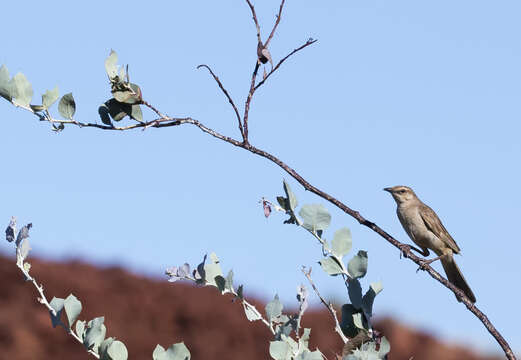 Image of Rufous Songlark