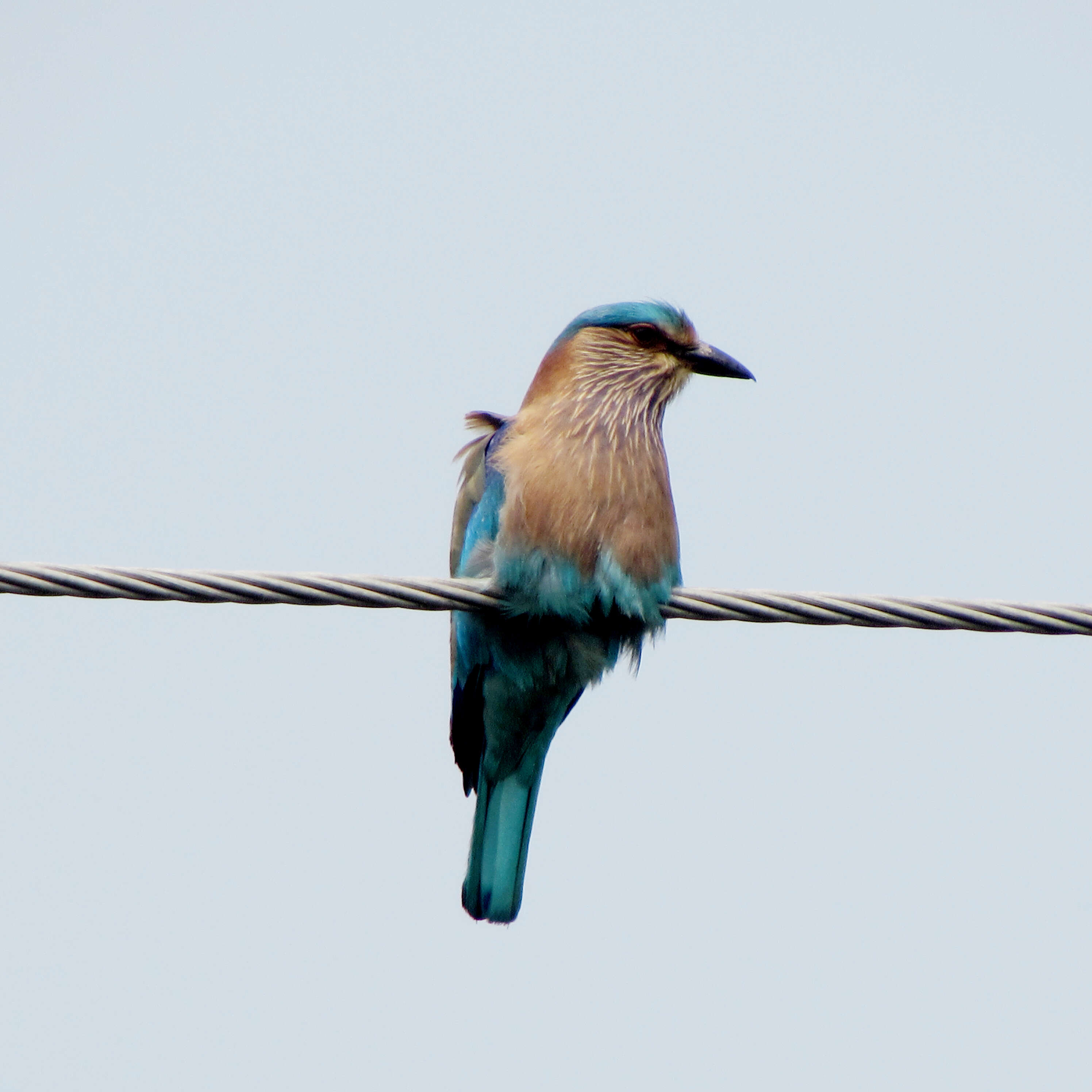 Image of Indian Roller