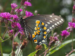 Image of Black Swallowtail
