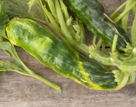 Image of Zucchini yellow mosaic virus