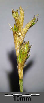 Image of quaking-grass sedge