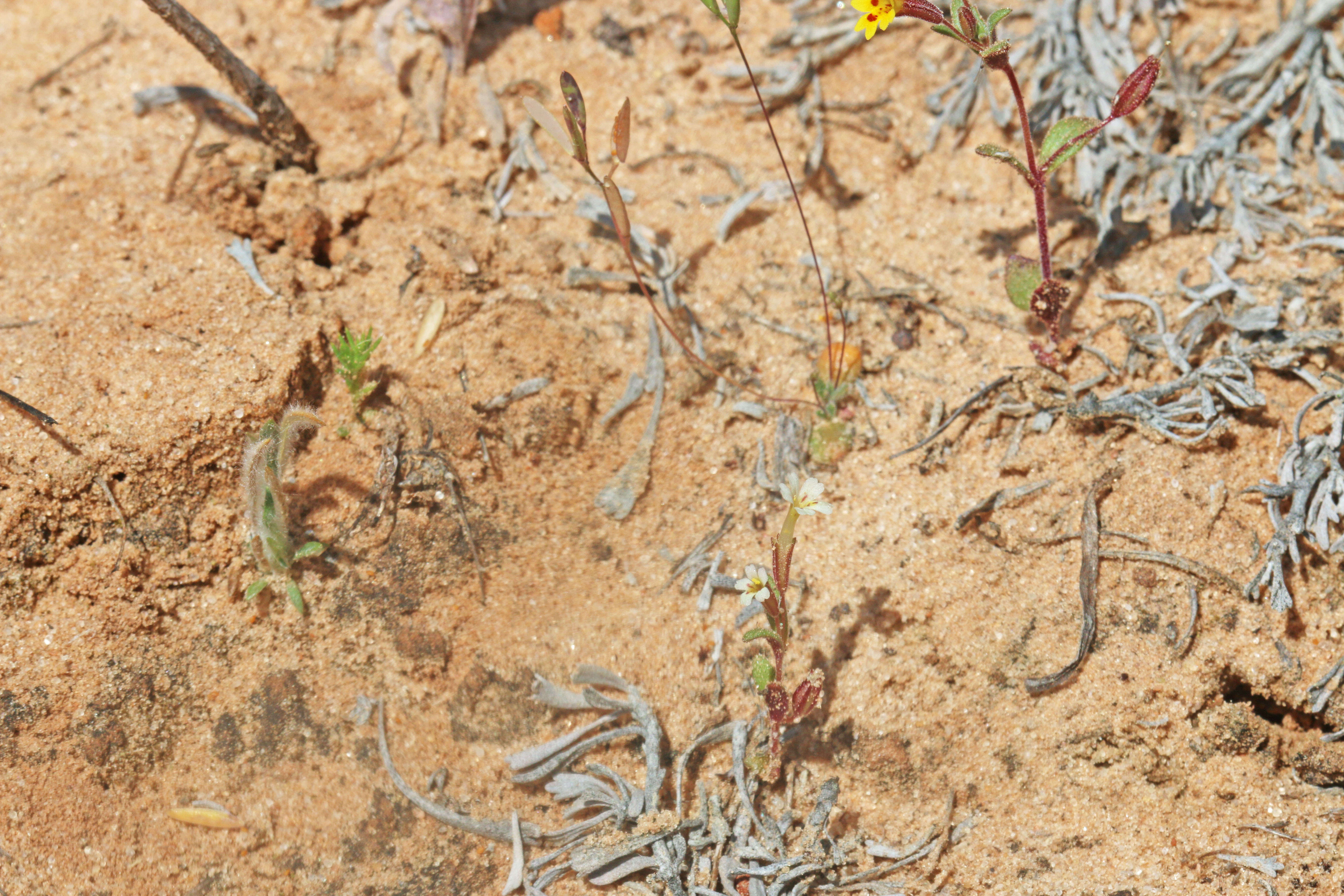 Image of Little Red-Stem Monkey-Flower