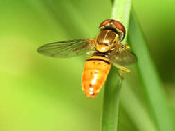 Image of Syrphid fly