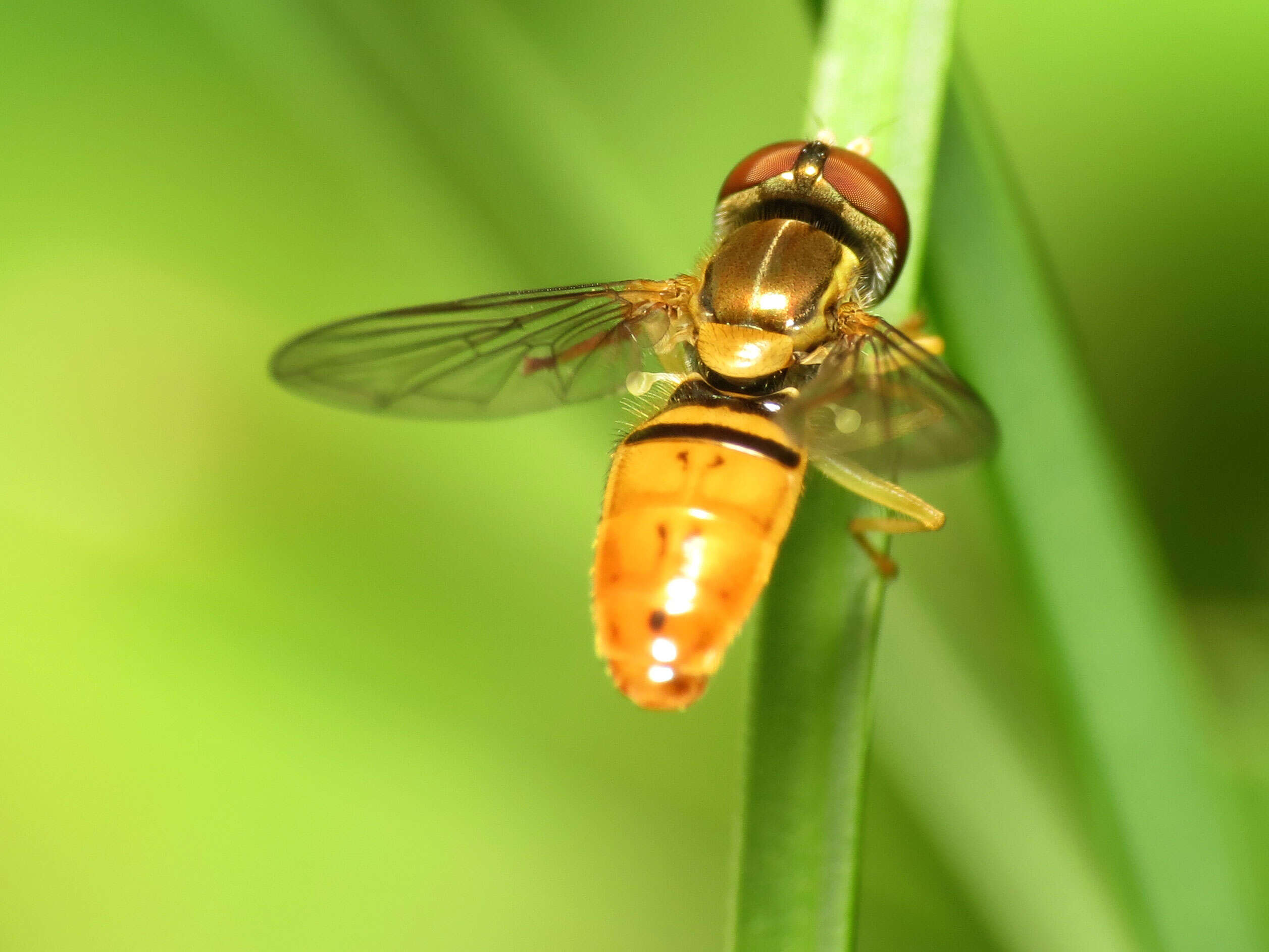 Image of Syrphid fly