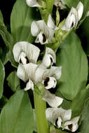 Image of Broad Bean