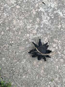 Image of False Earthstar