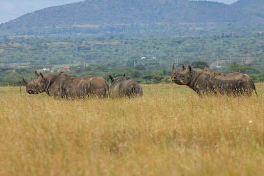 Image of Black Rhinoceros