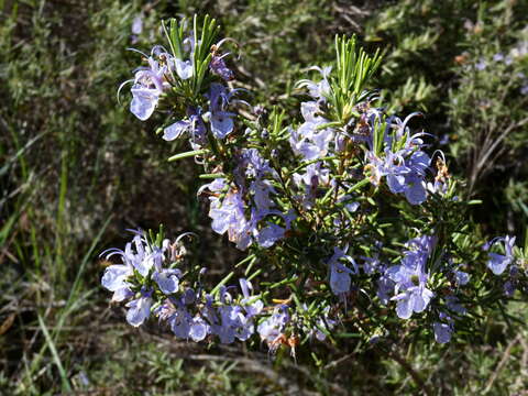 Image of Rosemary