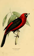 Image of Masked Crimson Tanager