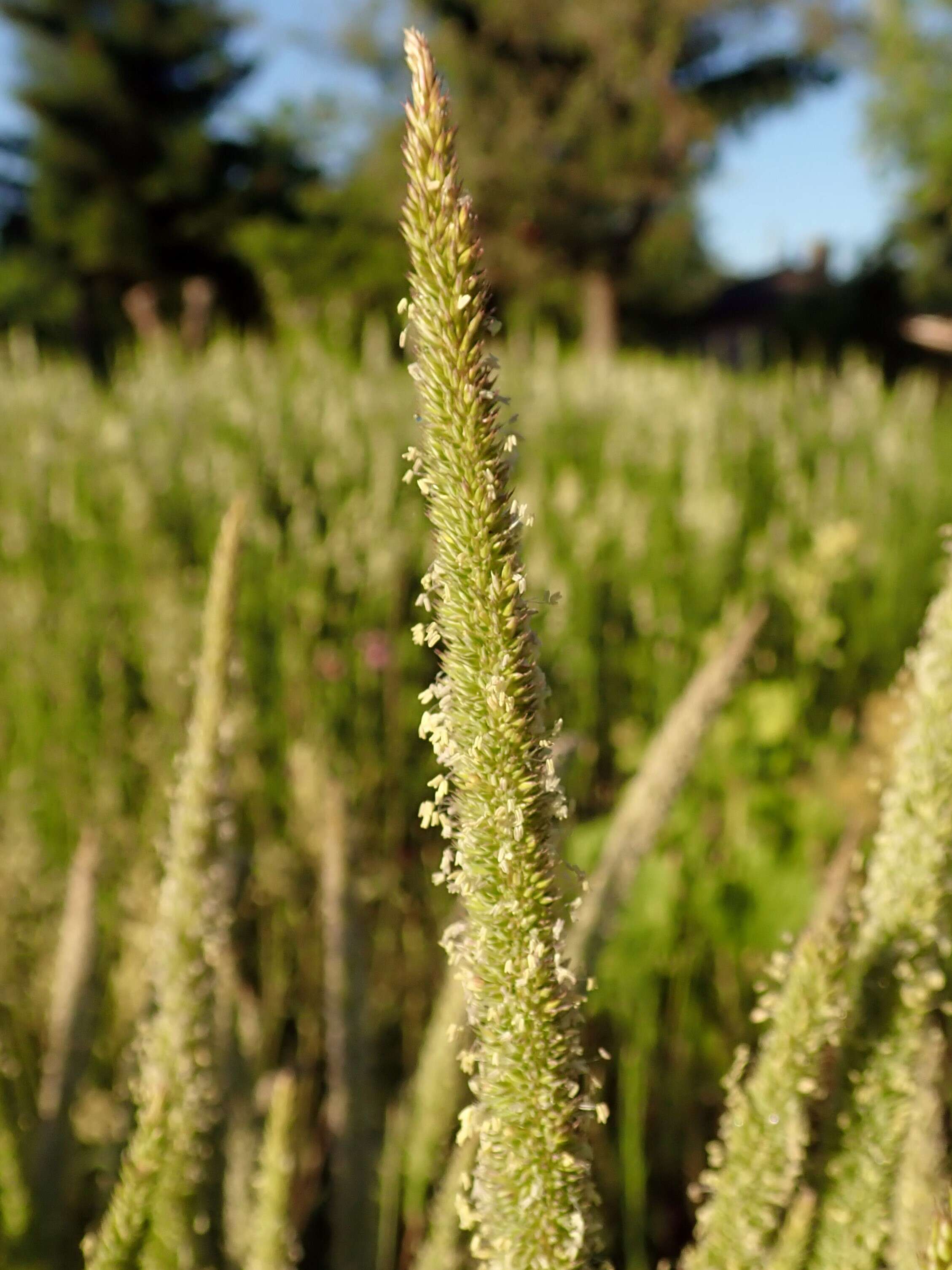 Image of Boehmer's cat's-tail