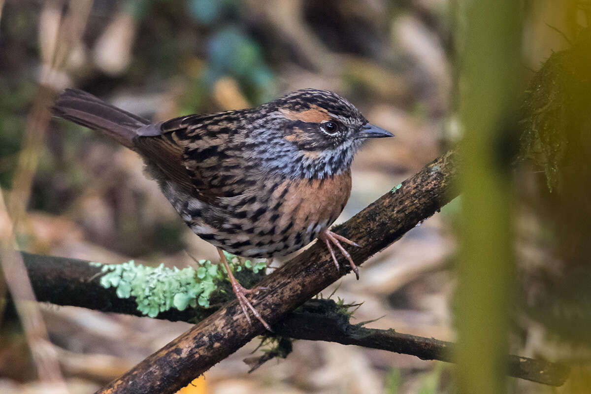 Imagem de Prunella strophiata (Blyth 1843)