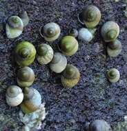 Image of Littoraria flava (P. P. King 1832)