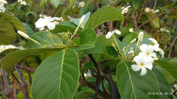 Image of Bitter Oleander