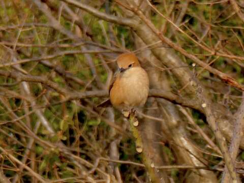 Image of Bull-headed Shrike