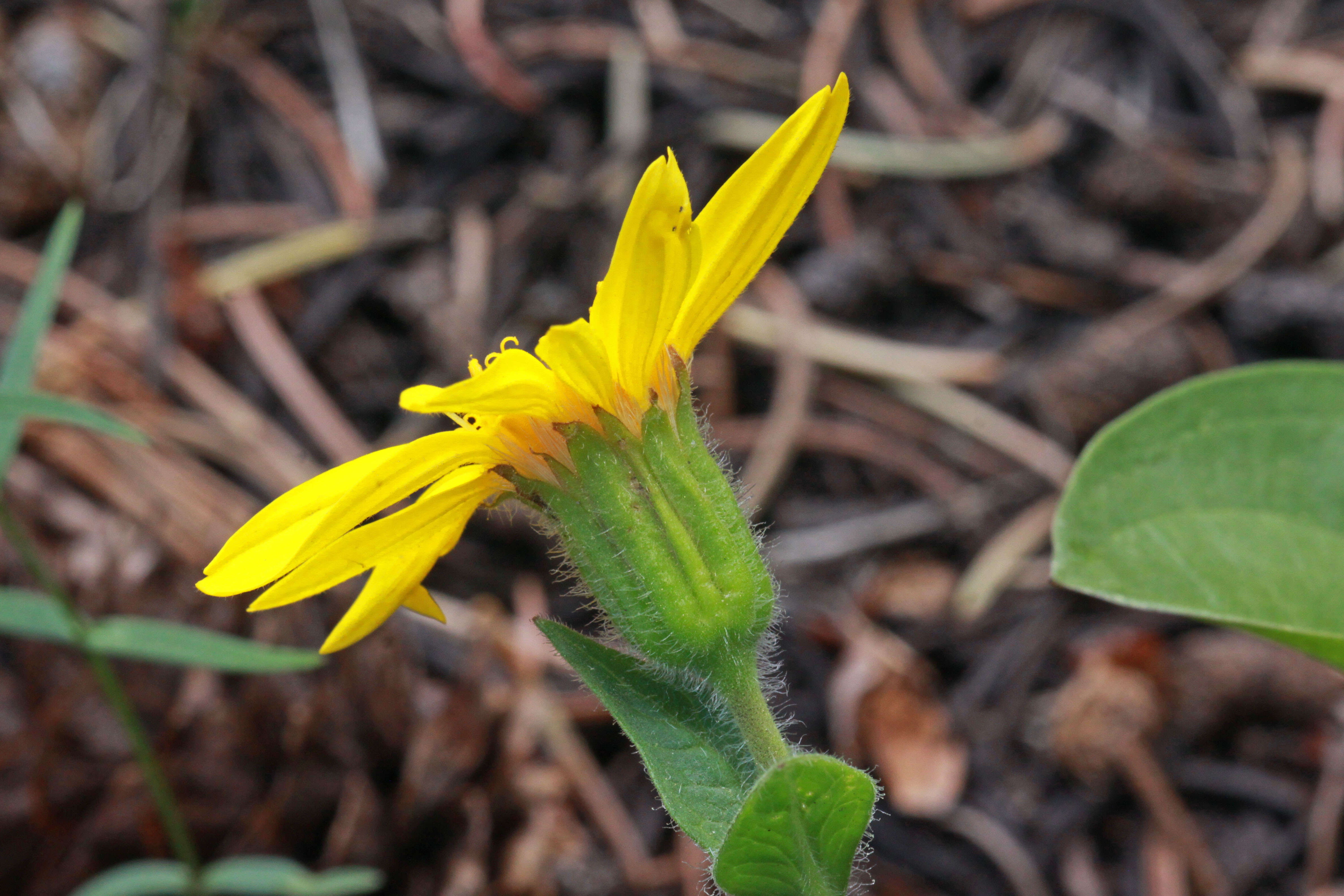 Image of heartleaf arnica