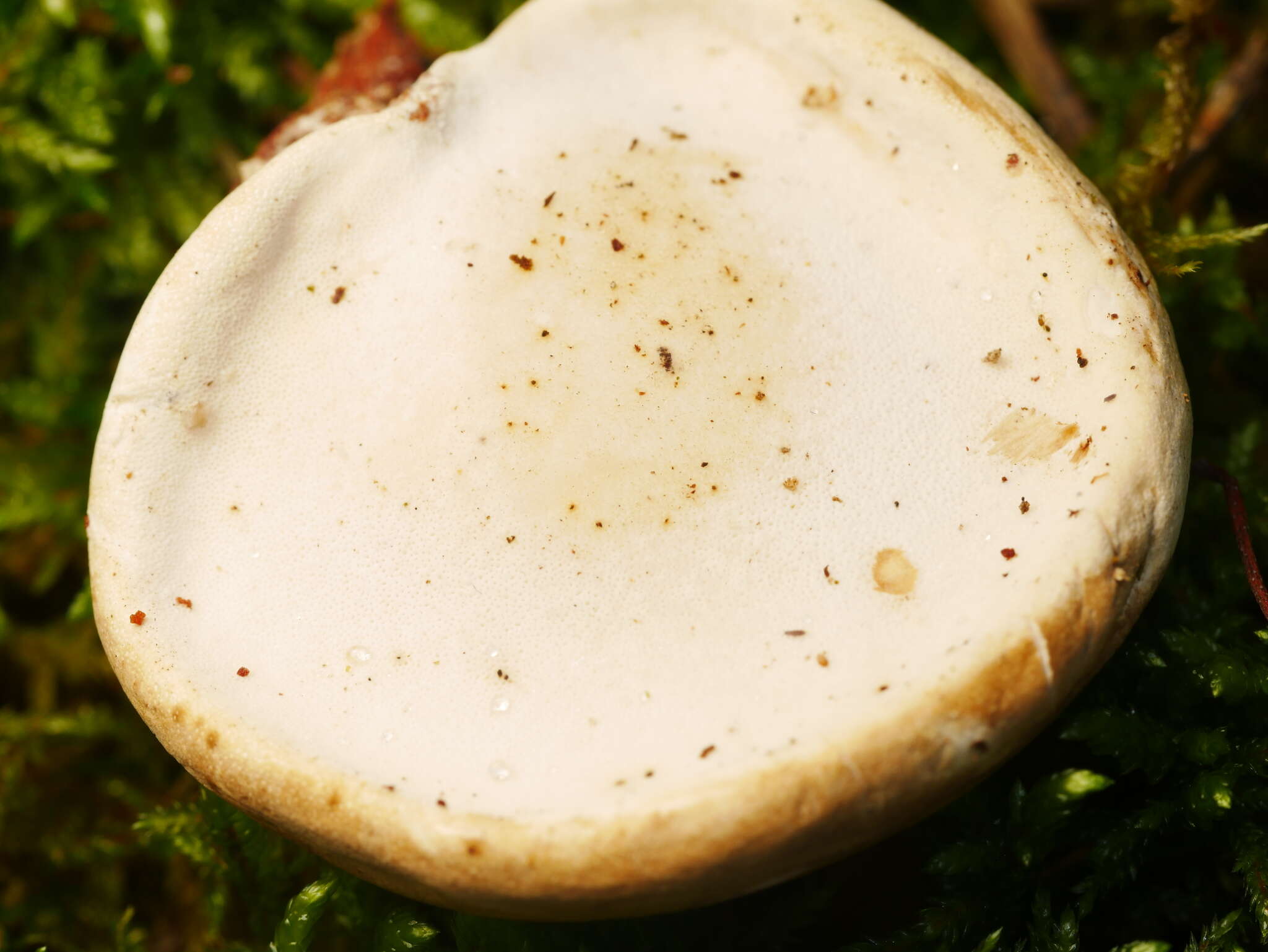 Image of birch polypore