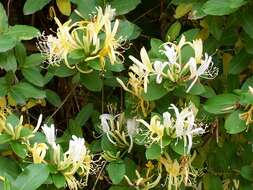 Image of Japanese honeysuckle