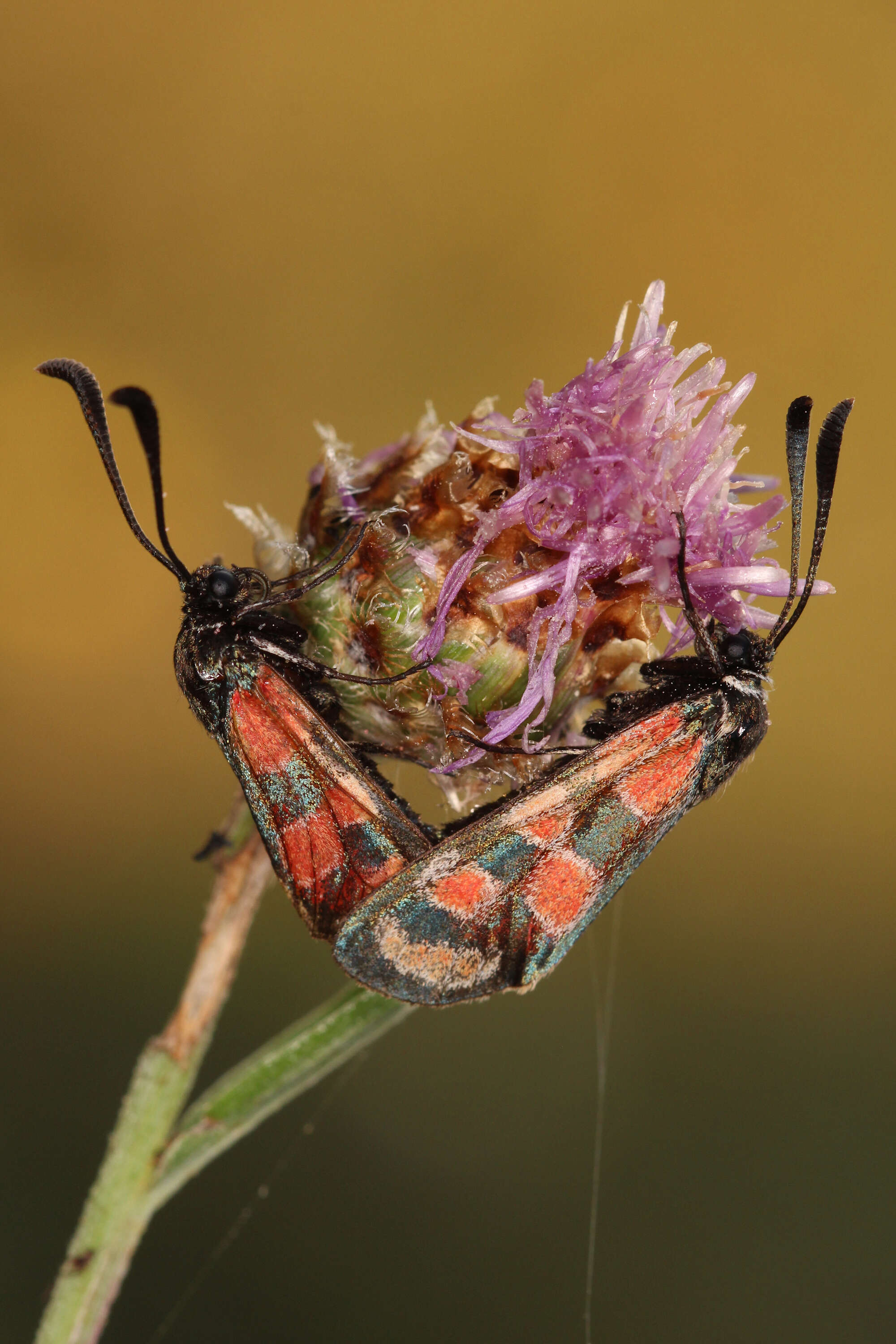 Image of Zygaena carniolica Scopoli 1763