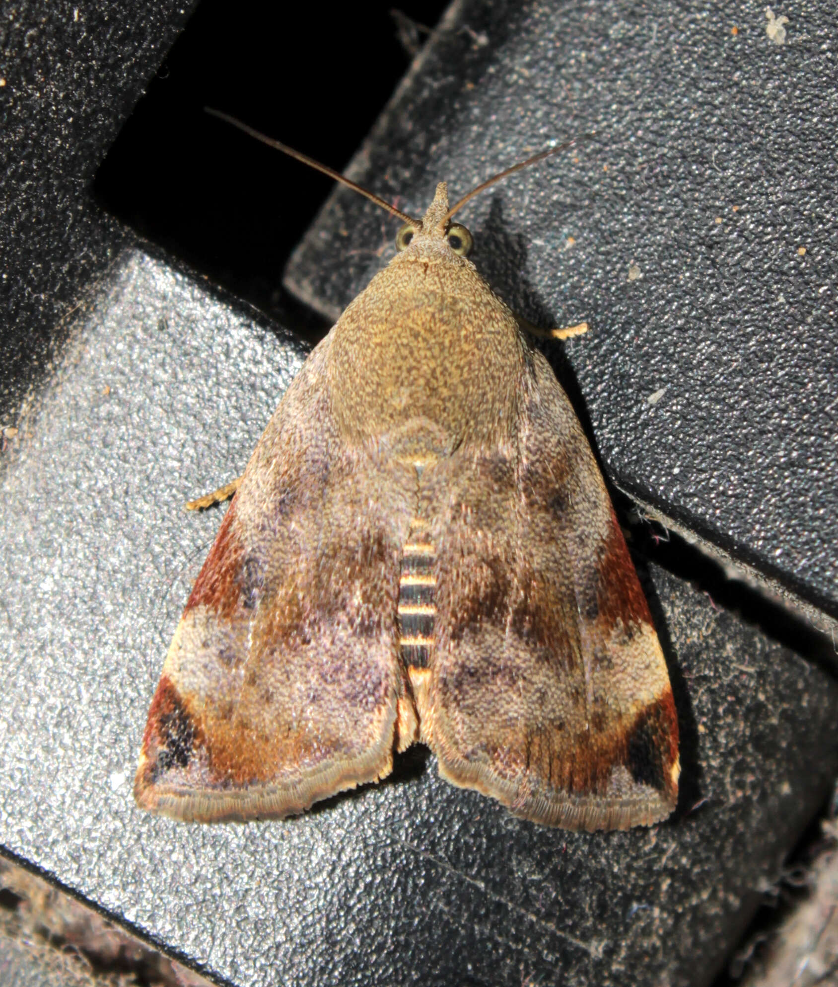 Image de Hyblaea puera Cramer 1777