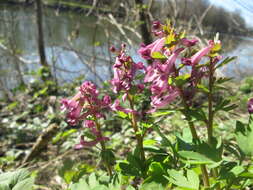 Plancia ëd Corydalis solida (L.) Clairv.