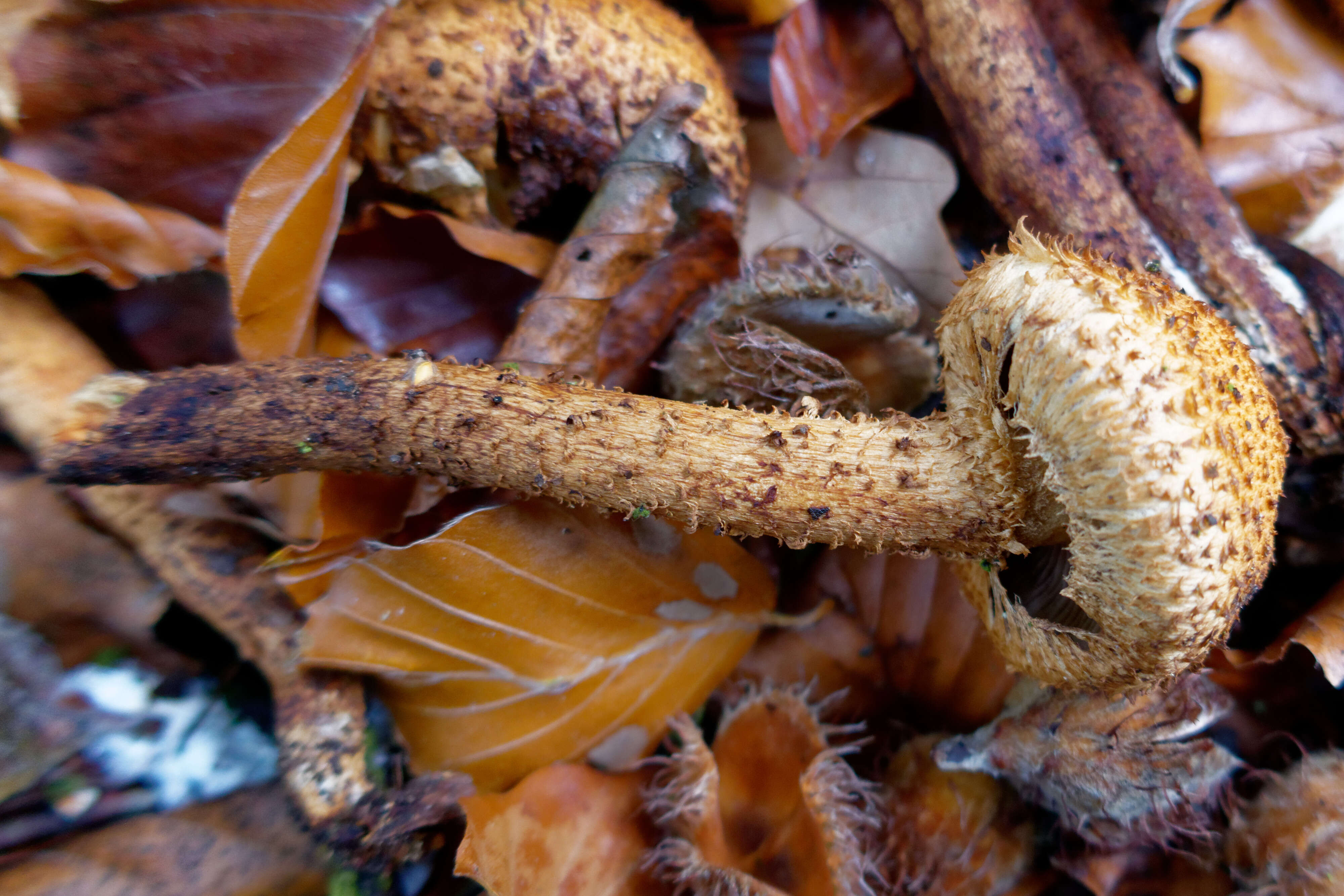 Pholiota squarrosa (Vahl) P. Kumm. 1871 resmi