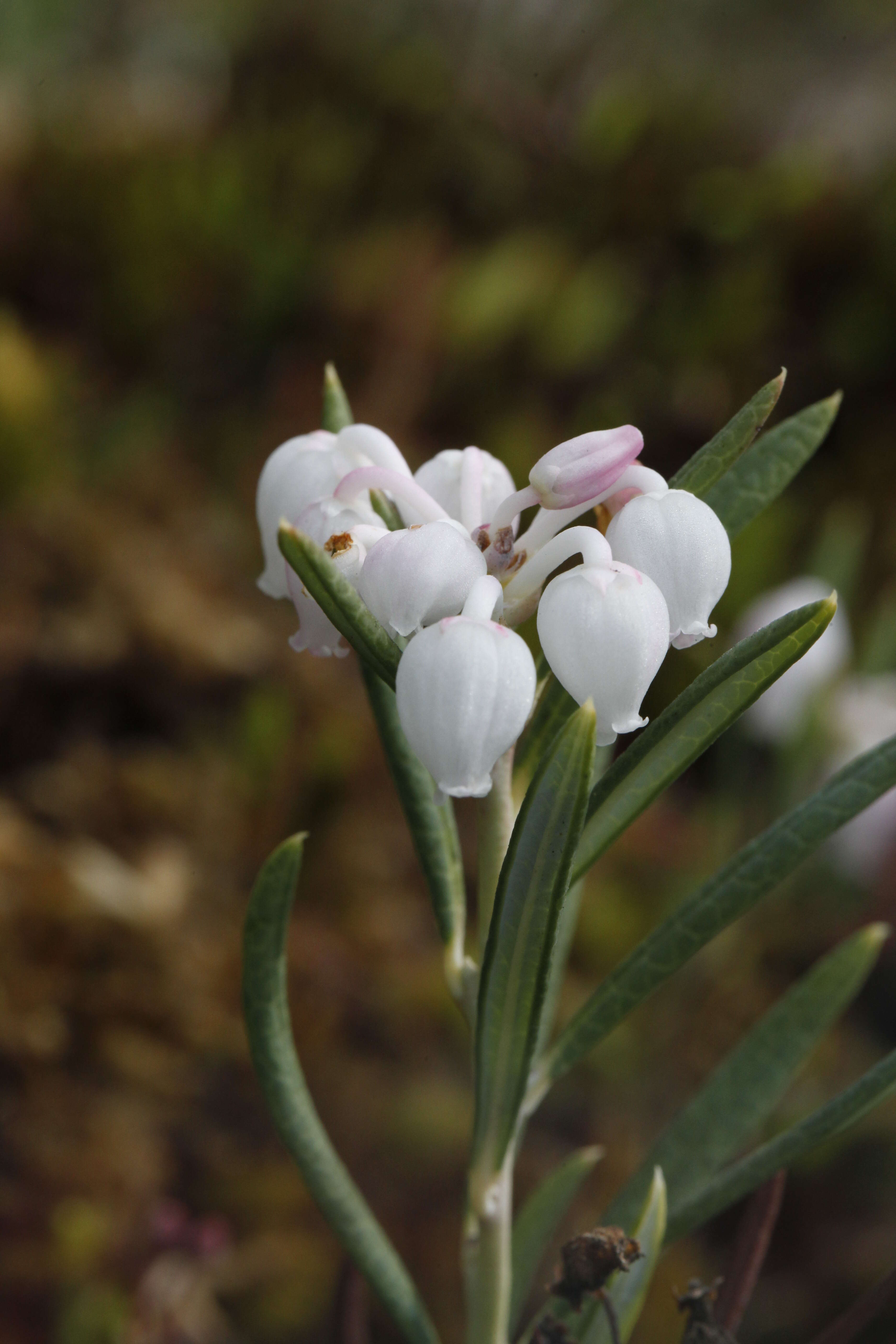 Image of bog rosemary