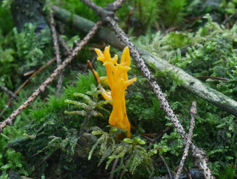 Image of Calocera viscosa (Pers.) Fr. 1821