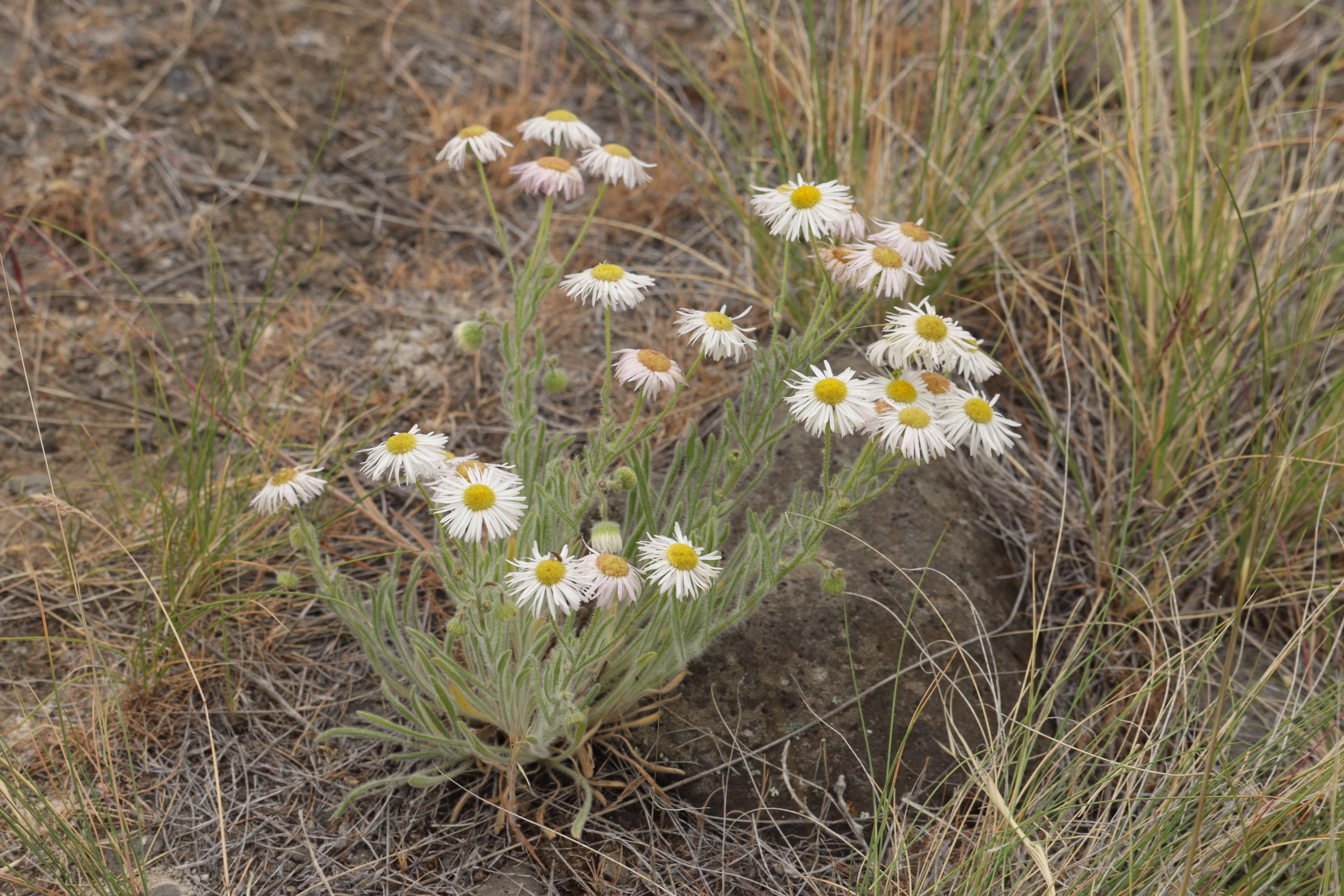 Imagem de Erigeron filifolius (Hook.) Nutt.