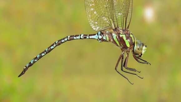 Image of Green-striped Darner