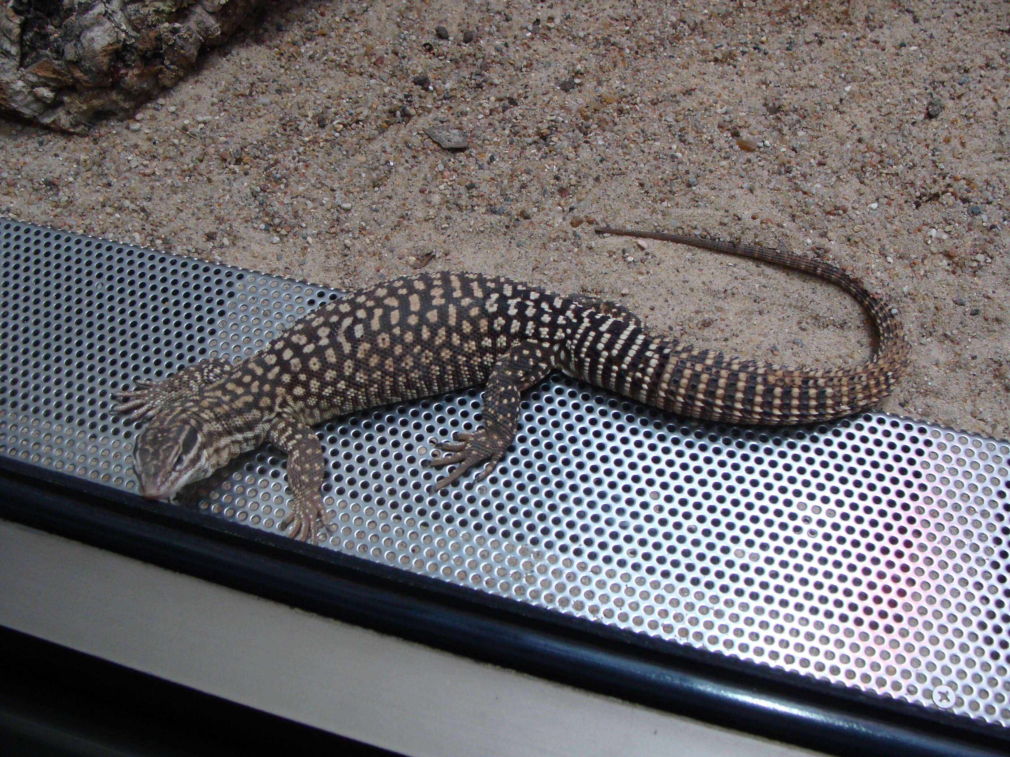 Image of ridge-tailed monitor