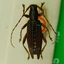Image of Pitt Island Longhorn Beetle