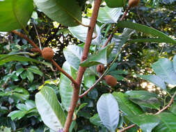 Image of Queensland nutmeg