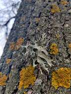 Image of cartilage lichen