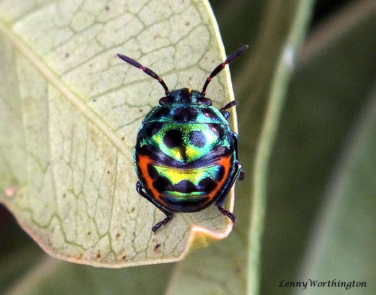 Image of <i>Chrysocoris stollii</i>