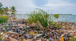 Image of little duckweed