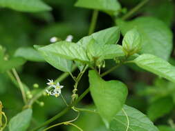 Image of hairy nightshade