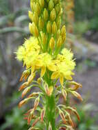 Image of Bulbine alooides (L.) Willd.