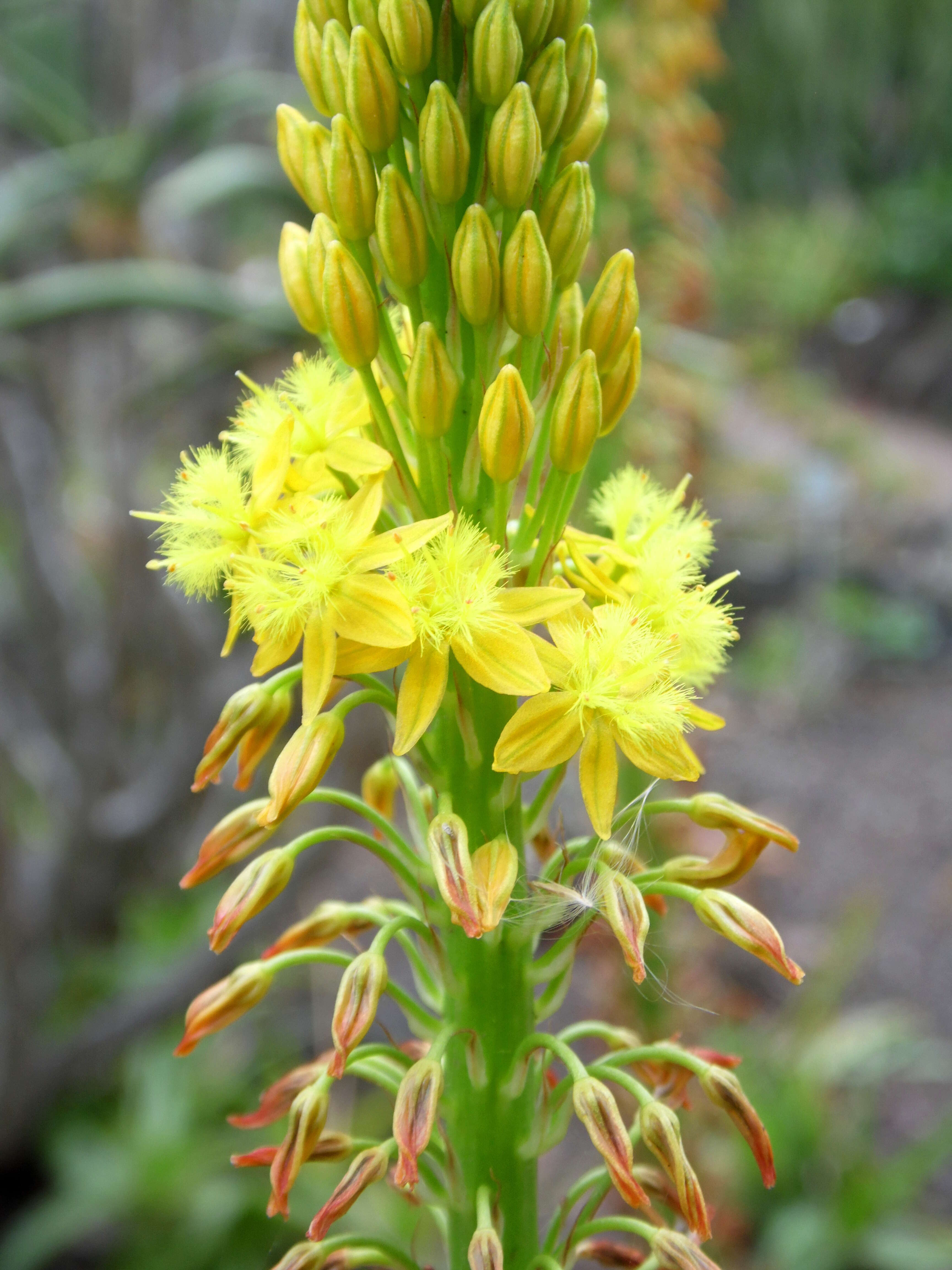 Imagem de Bulbine alooides (L.) Willd.