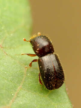 Image of Bark beetle