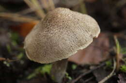 Image of Tricholoma scalpturatum (Fr.) Quél. 1872