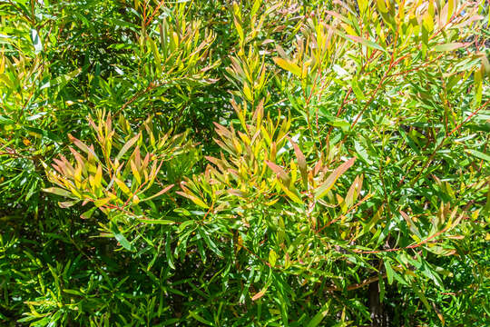 Image of Willow hakea