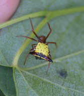 Image of Arrowshaped Micrathena