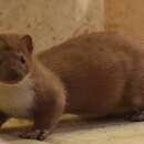 Image of Egyptian Weasel
