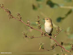 Image of Siberian Chiffchaff