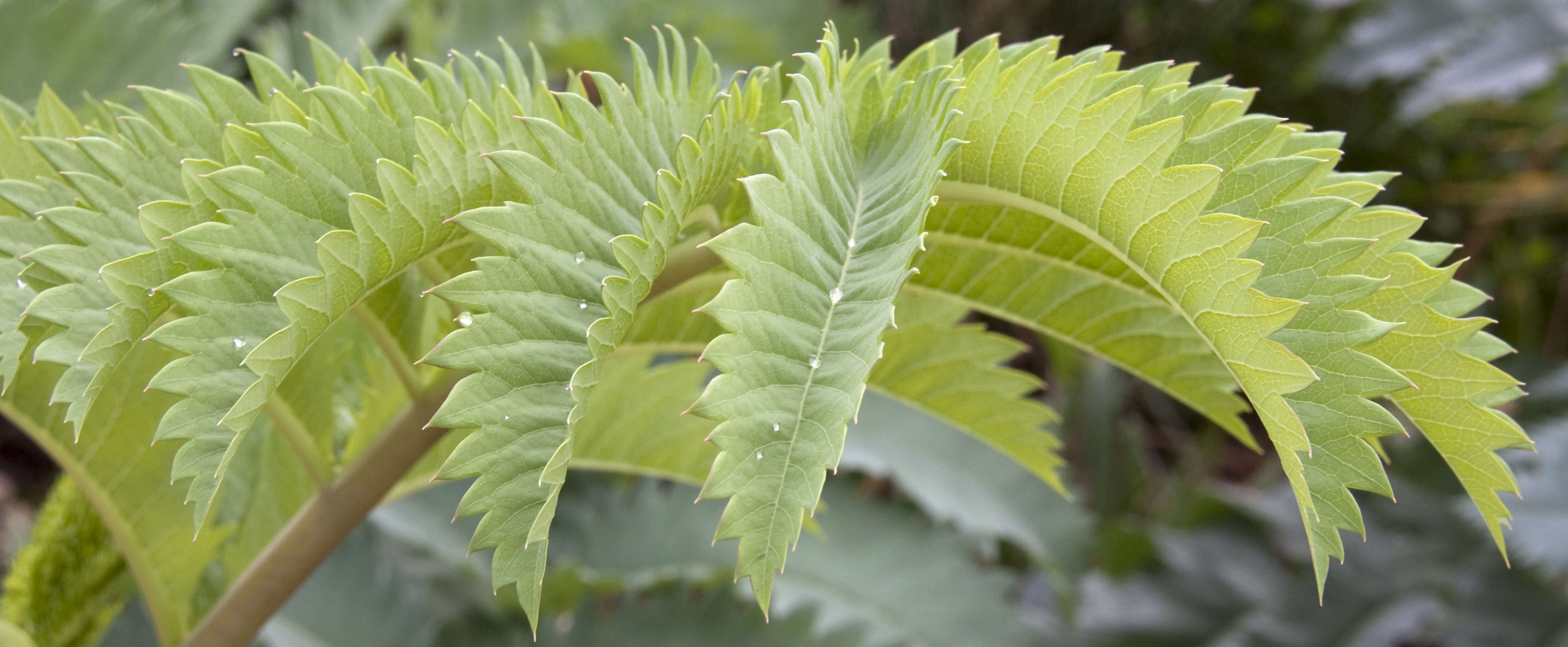 Image de Melianthus major L.