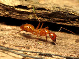 Image of Camponotus castaneus (Latreille 1802)