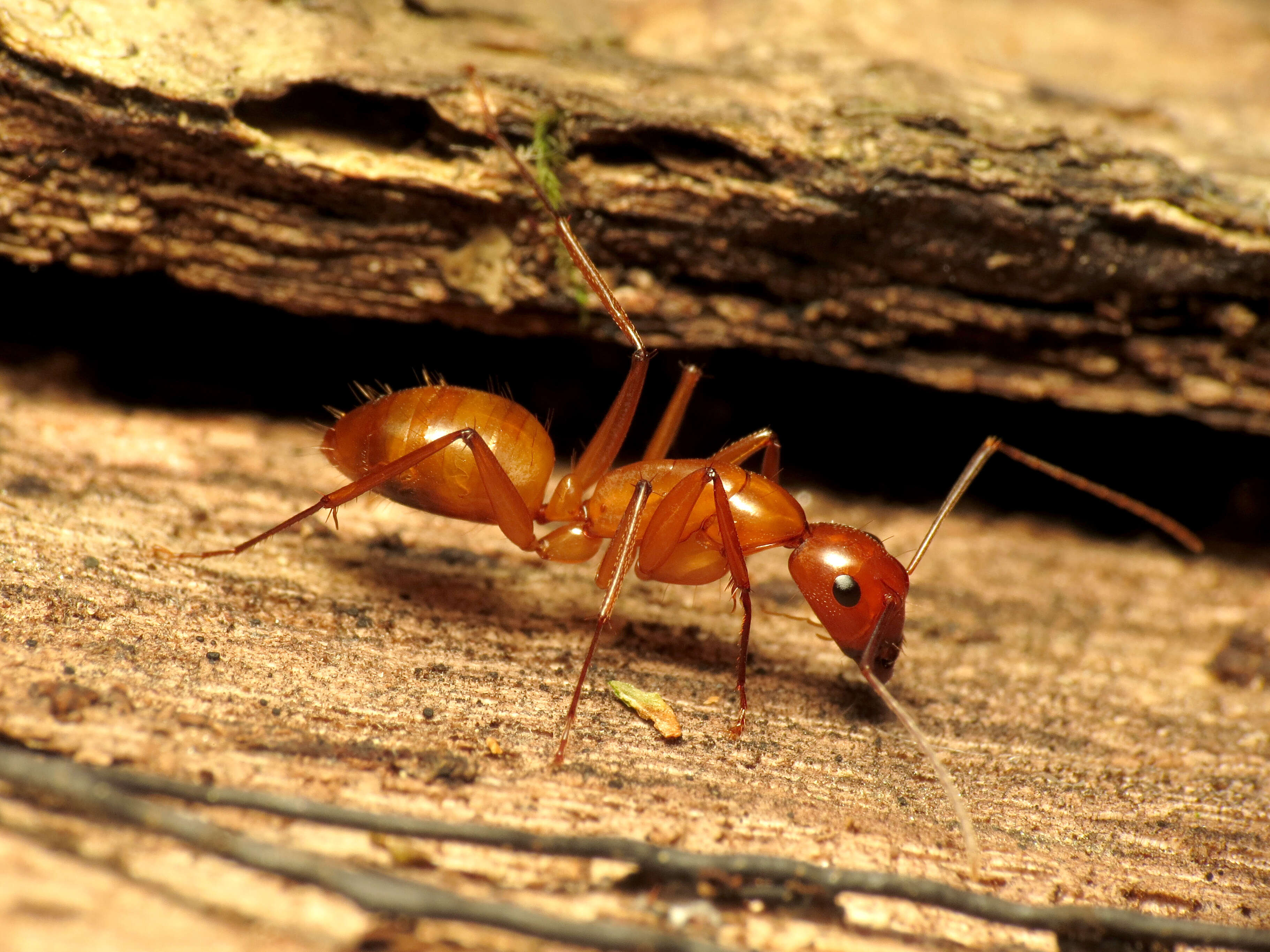 Image of Camponotus castaneus (Latreille 1802)