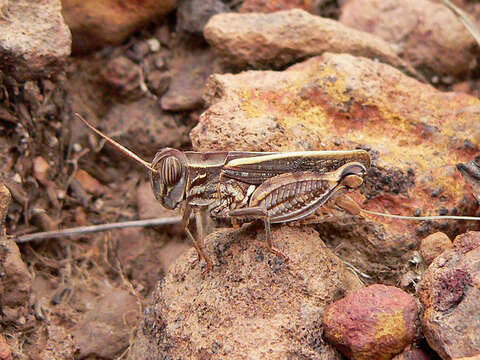 Слика од Acorypha glaucopsis (Walker & F. 1870)