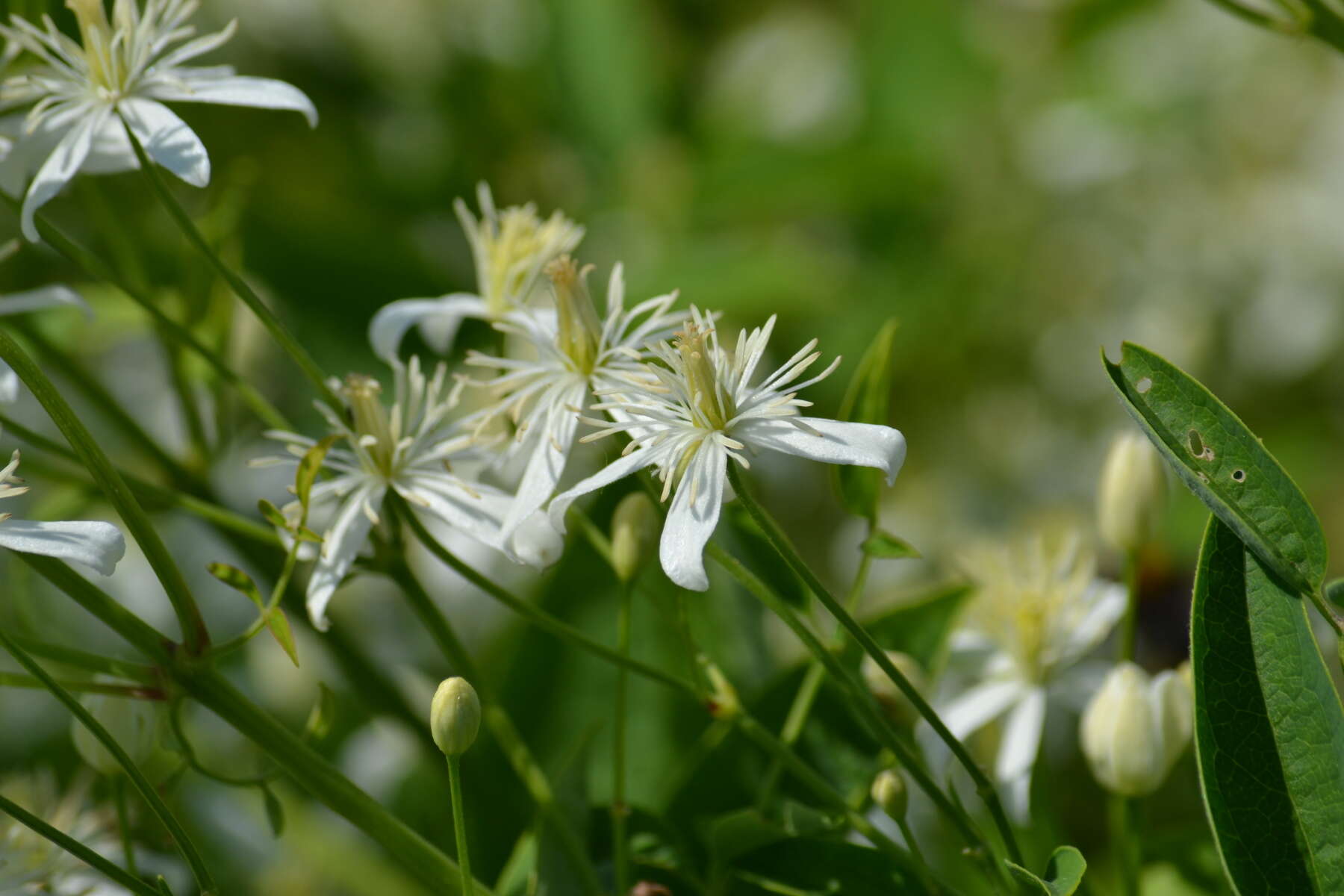 Imagem de Clematis recta L.