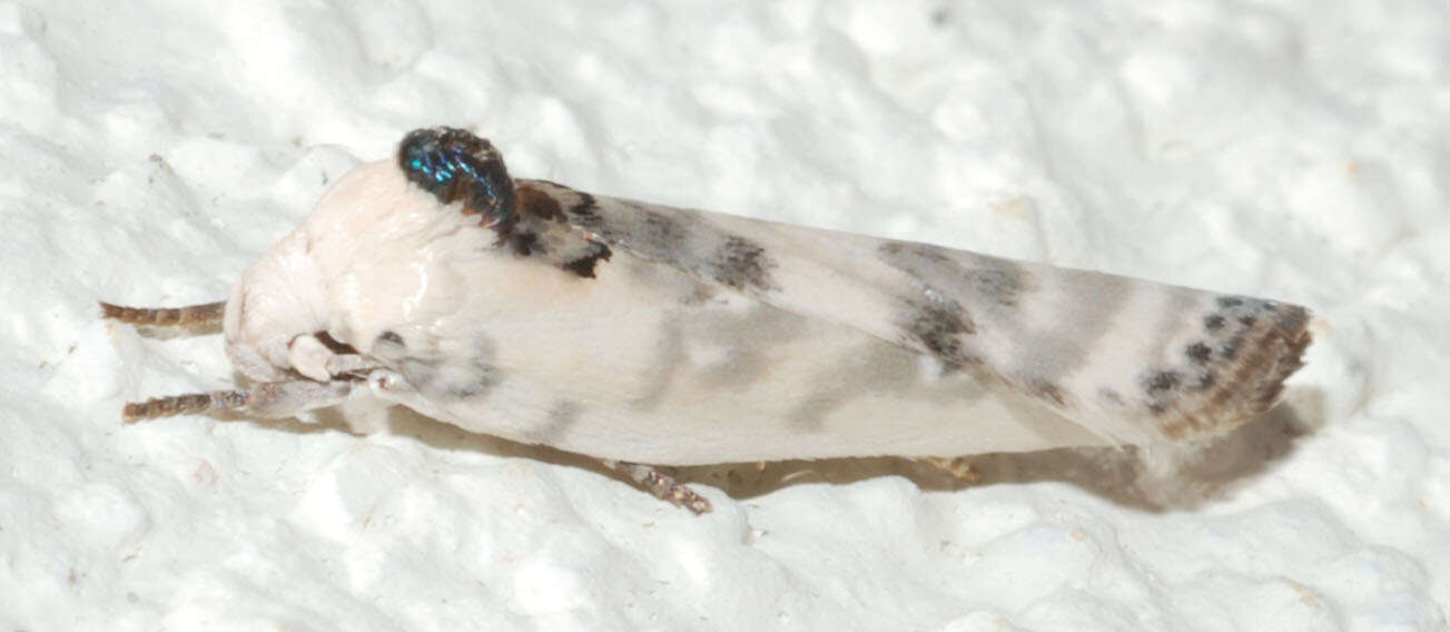 Image of Schlaeger's Fruitworm Moth